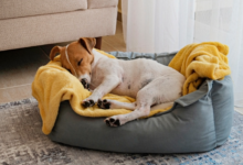 The Essential Guide to Spare Dog Bed Covers for a Cleaner Home and Happier Dog 