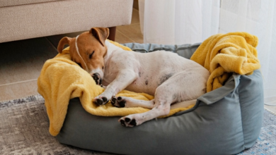 The Essential Guide to Spare Dog Bed Covers for a Cleaner Home and Happier Dog 