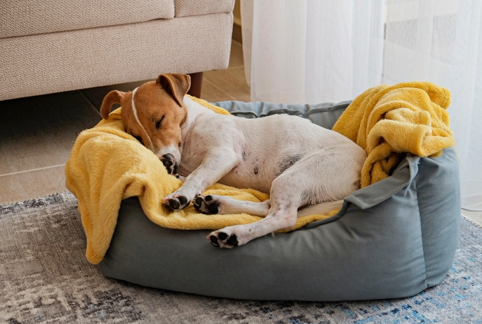 The Essential Guide to Spare Dog Bed Covers for a Cleaner Home and Happier Dog
