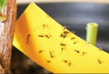 Gnat Problem? How You Can Get Rid of Them as a Landlord