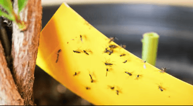 Gnat Problem? How You Can Get Rid of Them as a Landlord