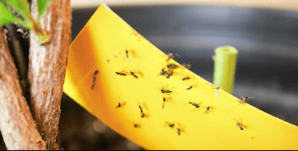 Gnat Problem? How You Can Get Rid of Them as a Landlord